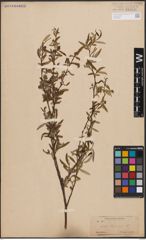 Foto von Salix capensis Thunb.